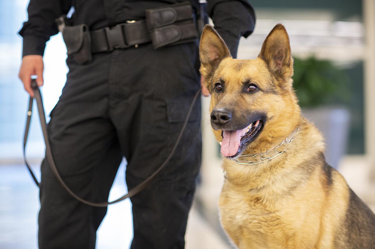 K9 Met Specialists | Security Dog Handlers in Berkshire gallery image 3