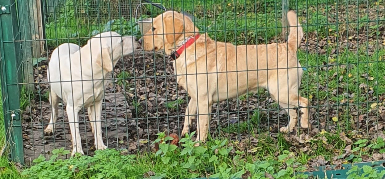 Security Dogs in London and South East